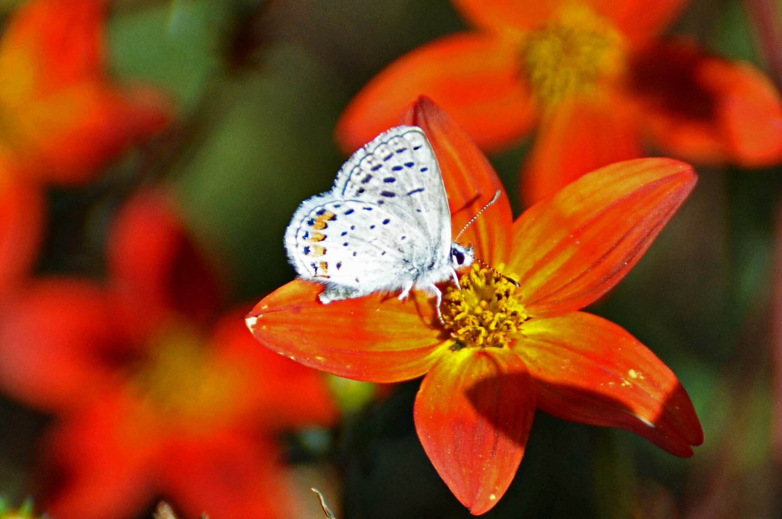 Acmon Blue showing the underwing