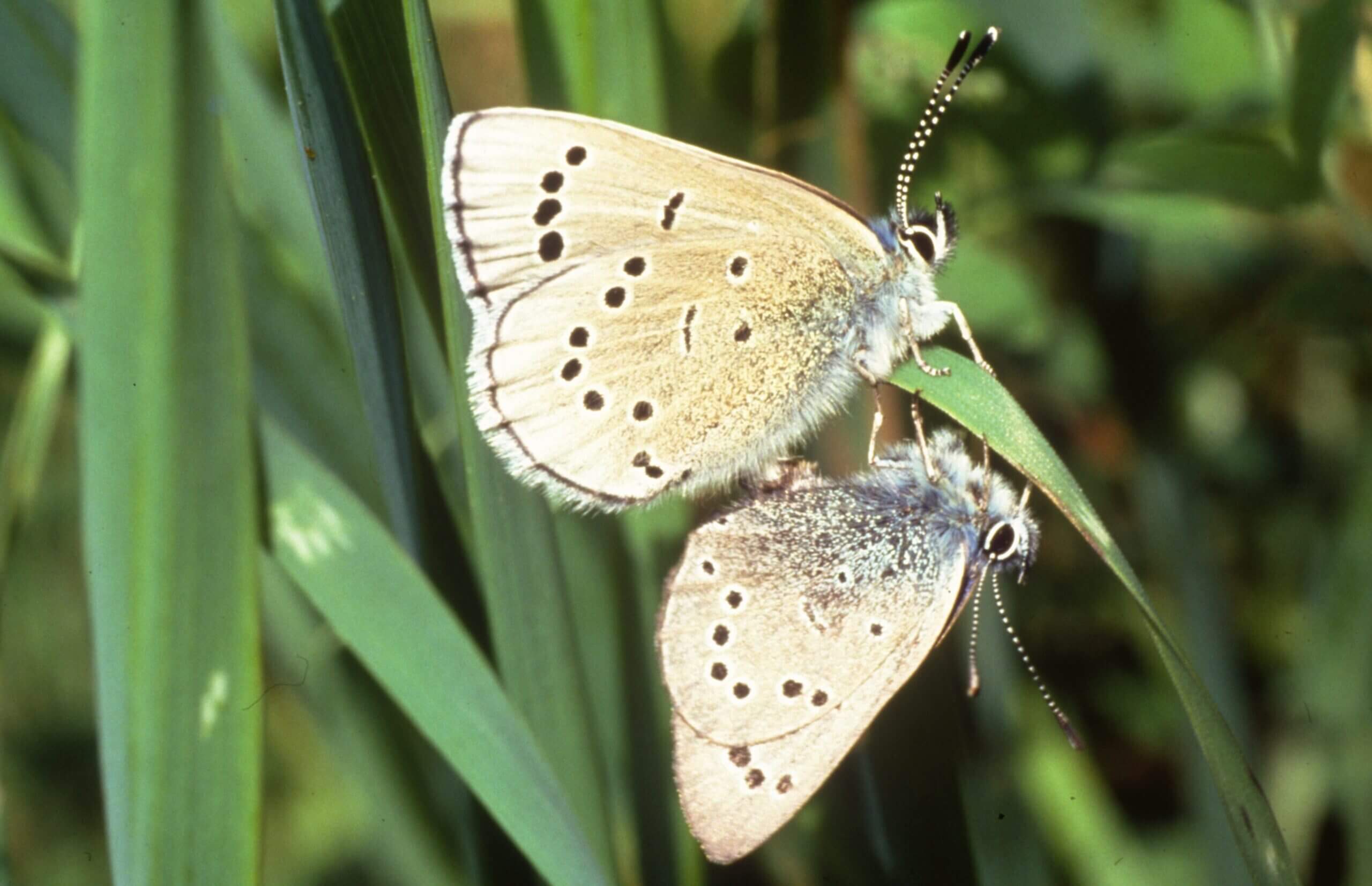 Silvery Blue Butterflies