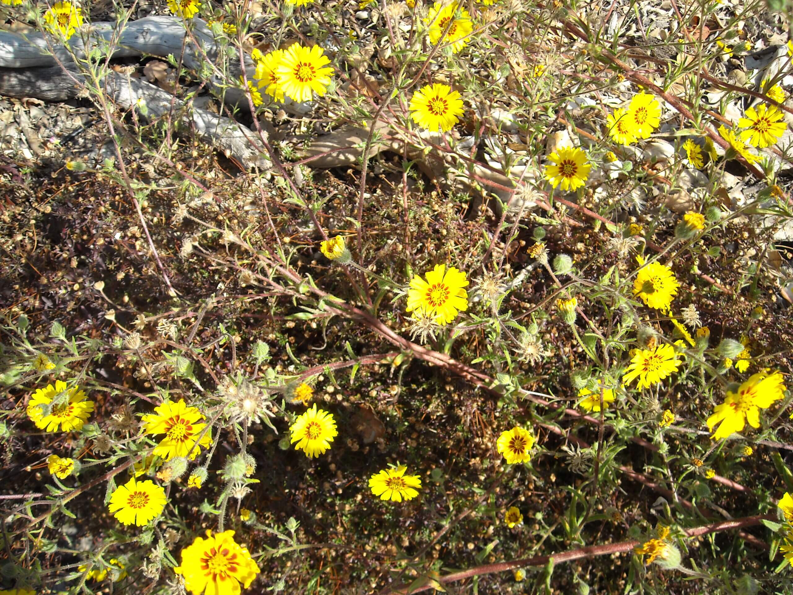 Elegant Madia flowers and seedheads.