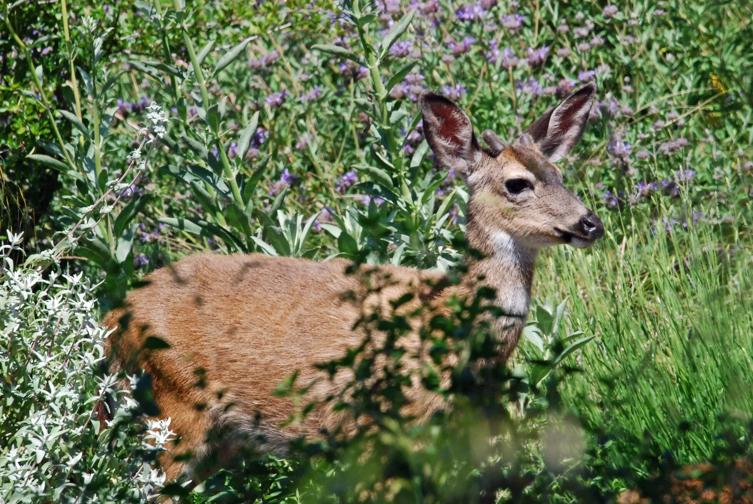 A young buck among Salvias in the garden.