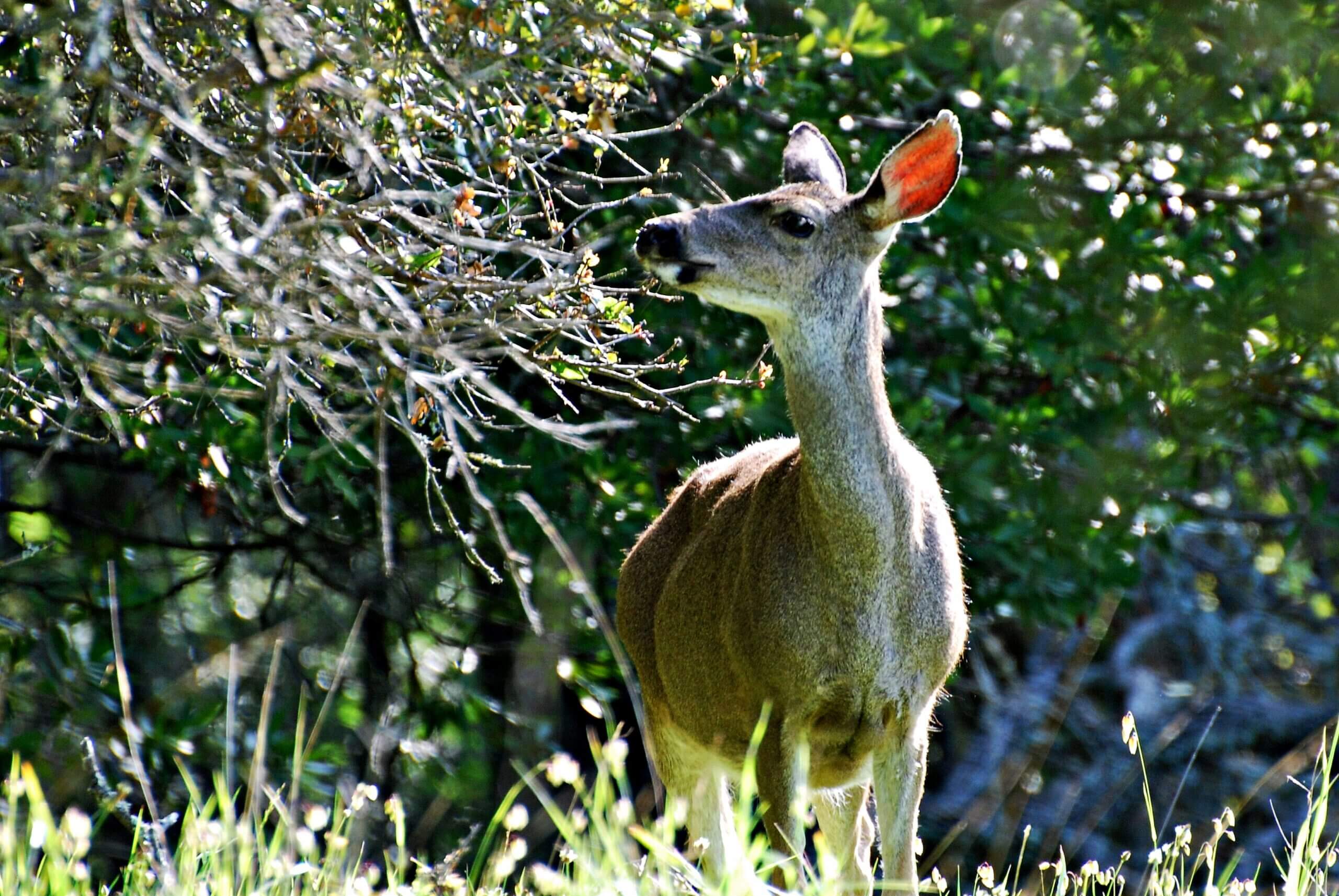 A doe at the 'browse line'.
