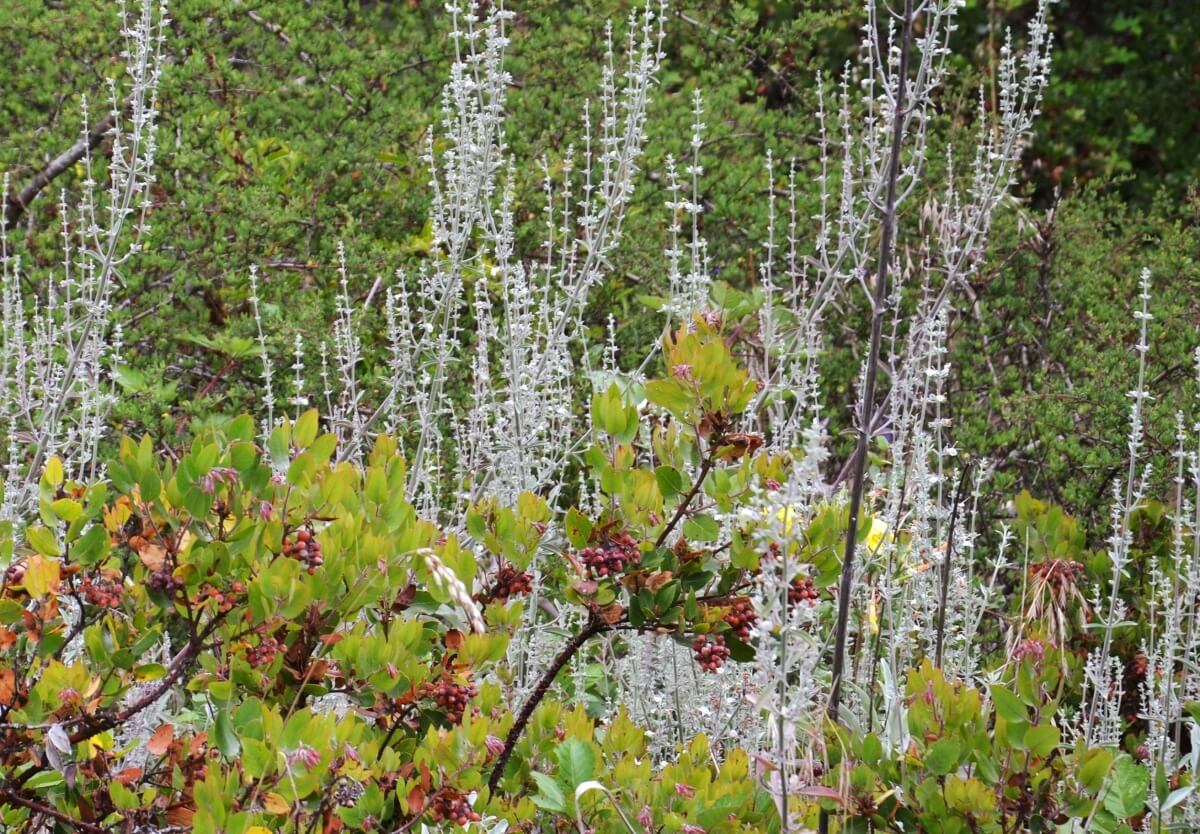 Stalks of white sage bloom behind a hedge of manzanita. Photo: Pete Veilleux