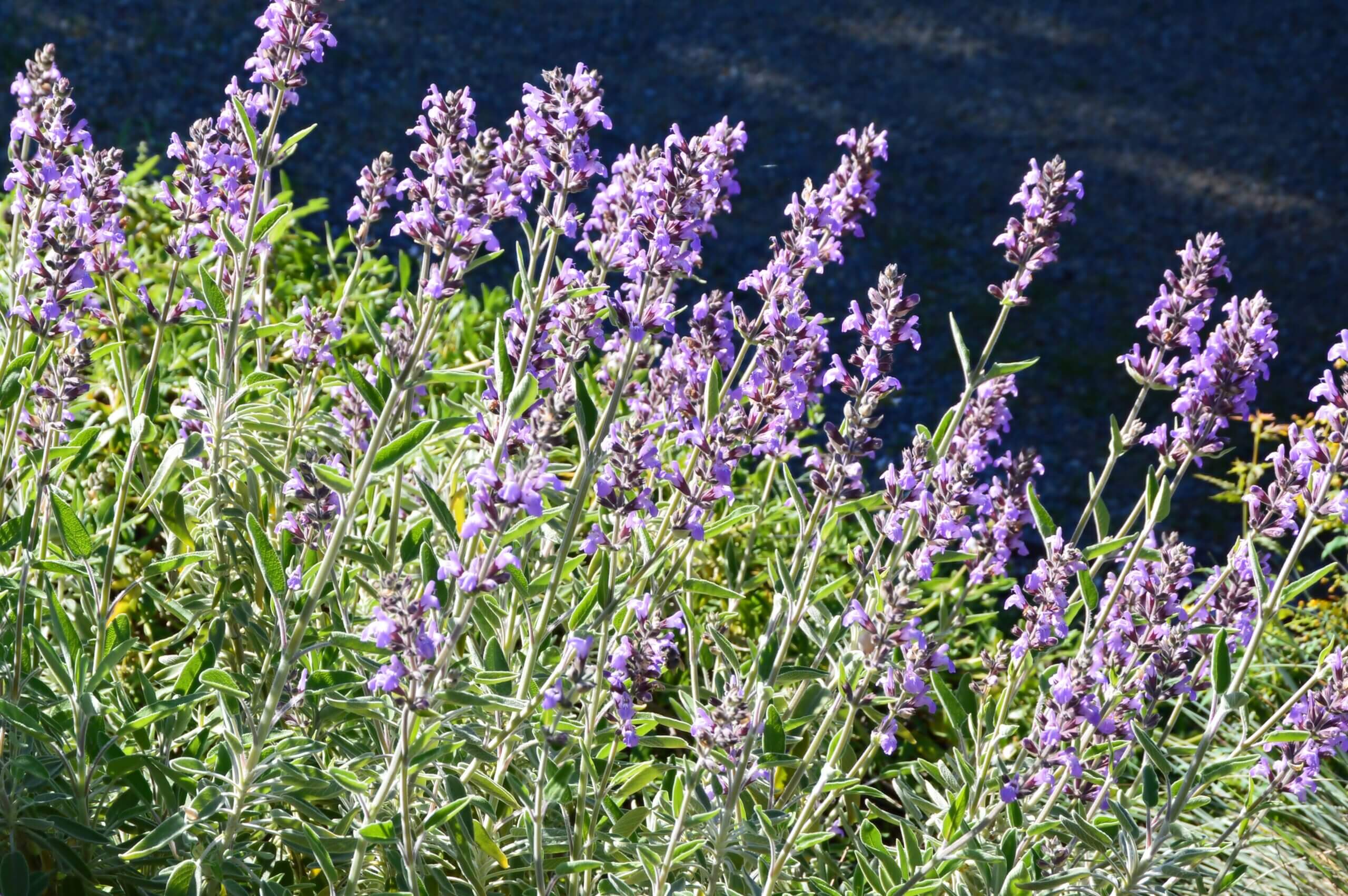 'Pacific Blue' is a new hybrid of Brandegee Sage - the clear blue color of the flower is gorgeous!