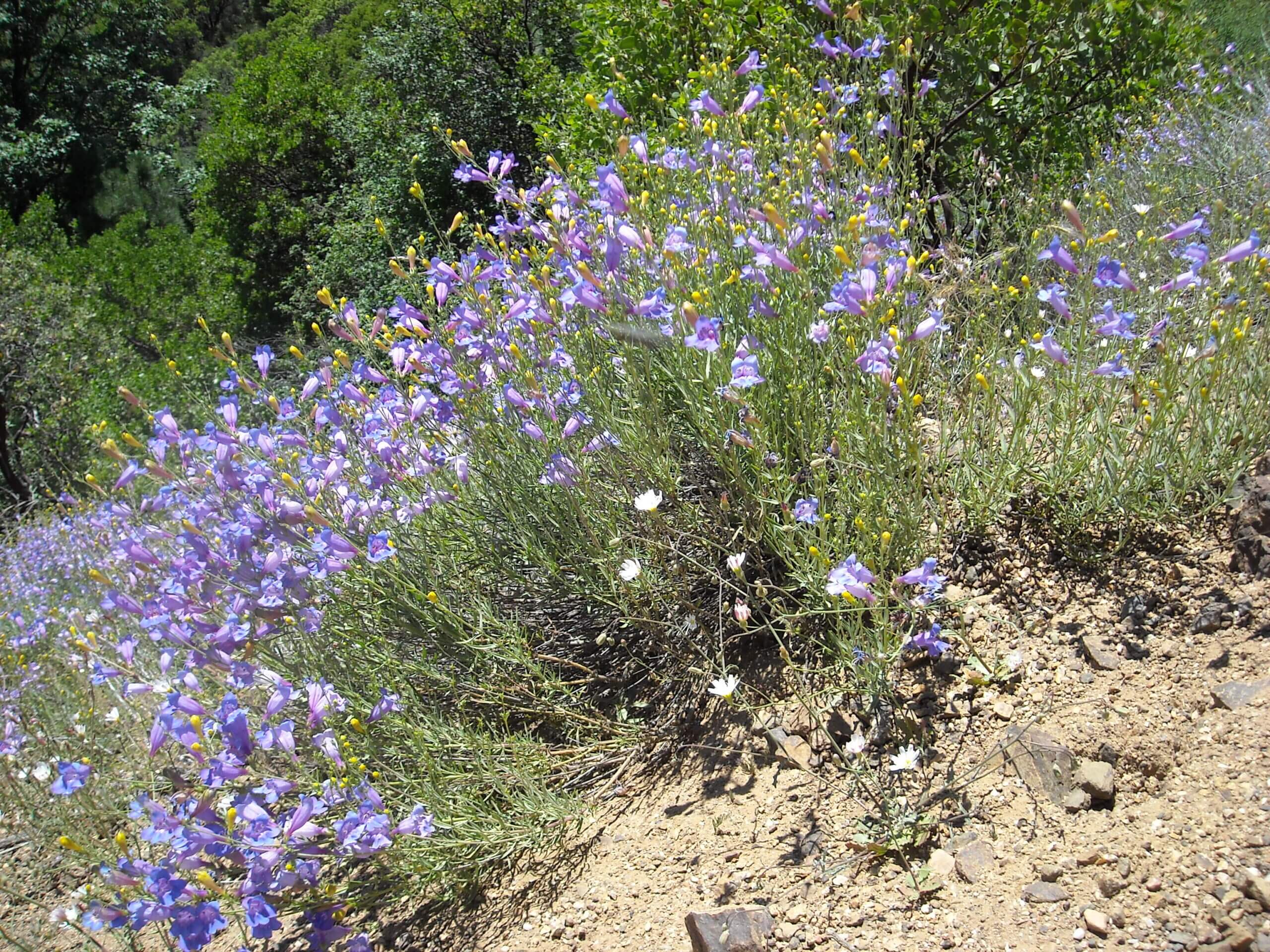 Foothill Penstemon in Mendocino National Forest.