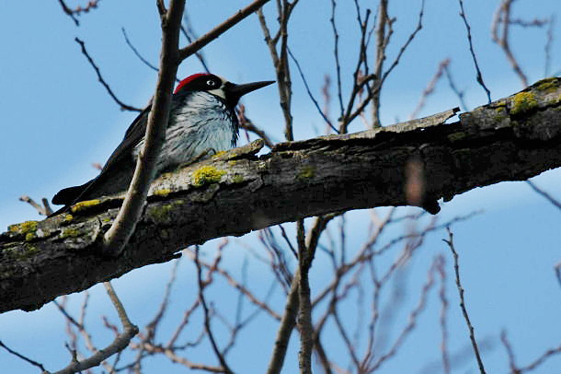 Acorn Woodpecker