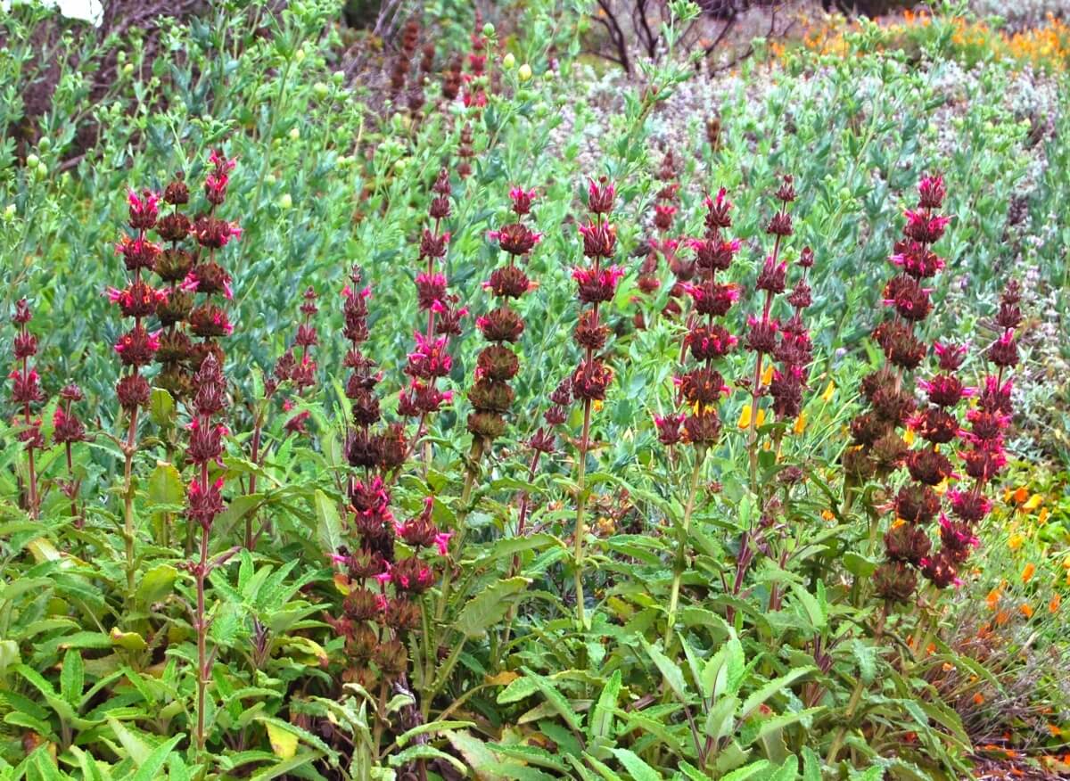 Salvia spathacea