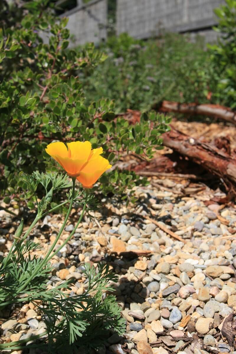 Poppy and Manzanita