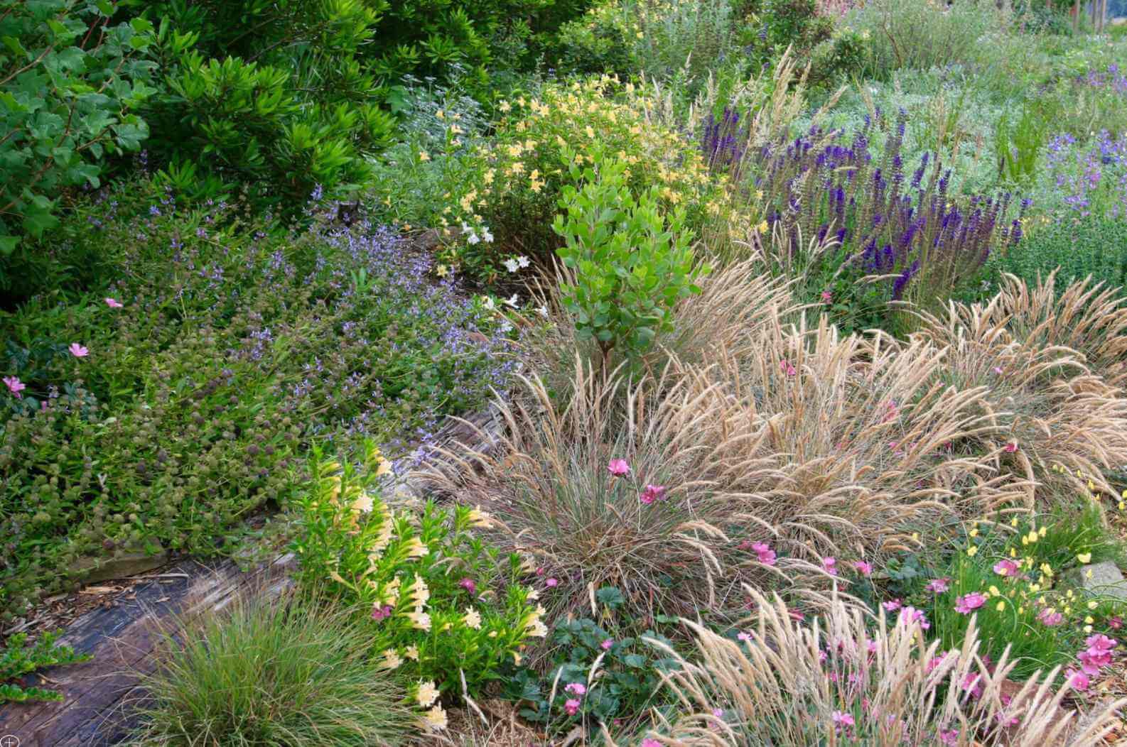 Plants intertwining give the garden a meadow-like quality (Photo © Suzi Katz Garden Design)