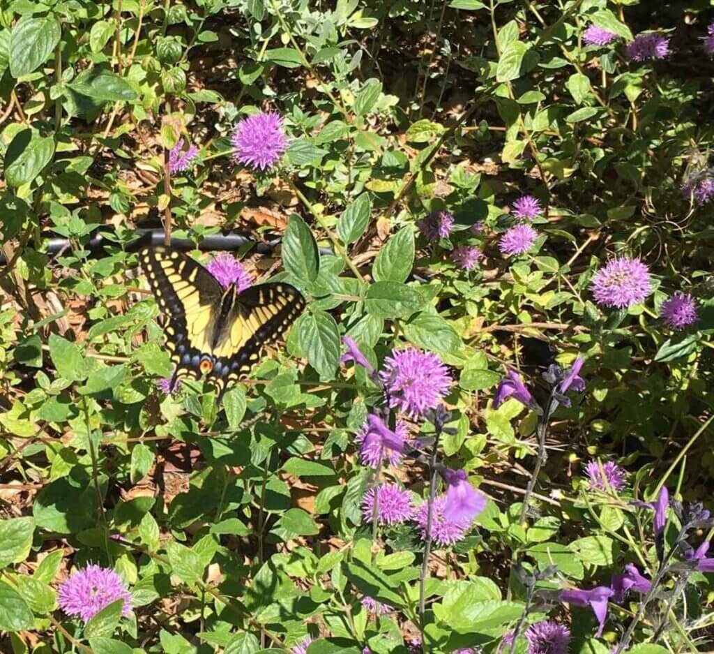 A Swallowtail butterfly nectaring on Coyote Mint