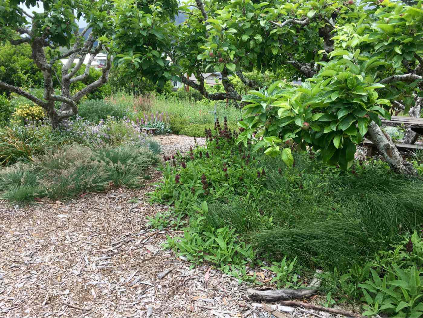 Older apple trees are underplanted with Salvia spathacea (hummingbird sage), Calamagrostis foliosa and other grasses and sedges (Photo © Suzi Katz Garden Design)