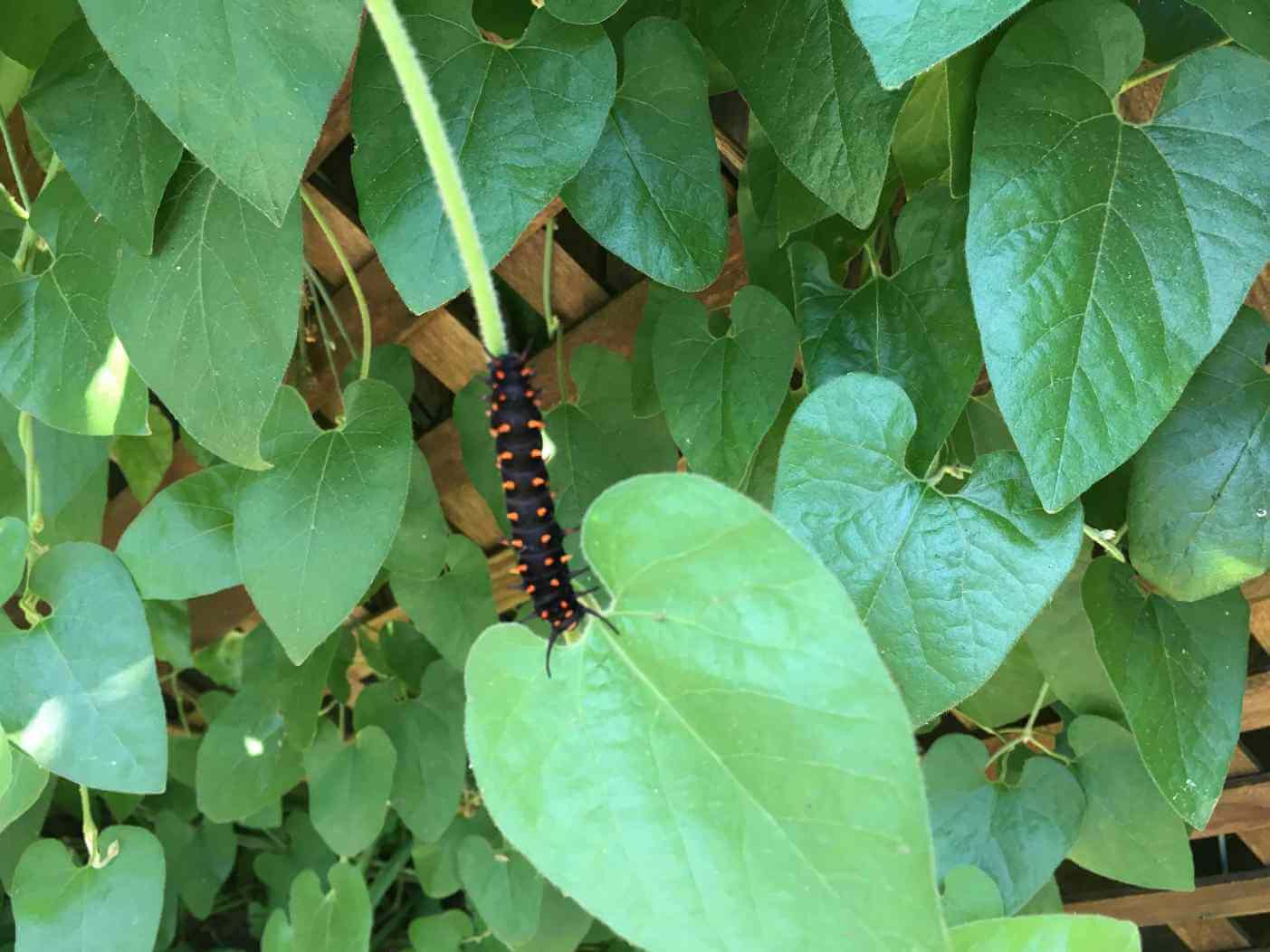 Pipevine Swallowtail caterpillar on California Dutchman's-pipe