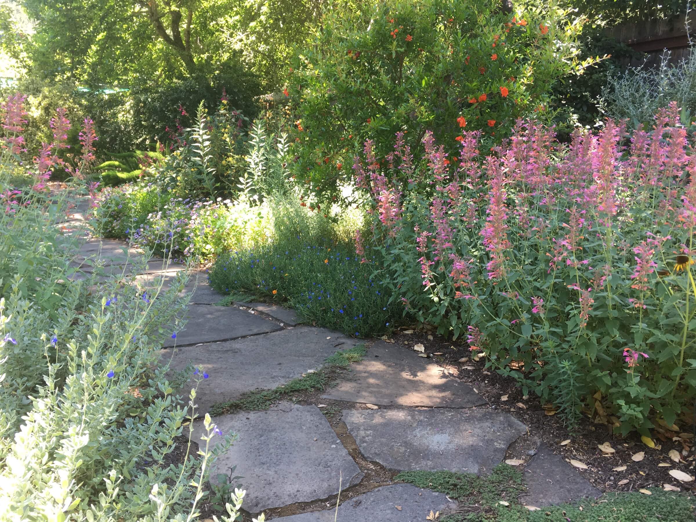 Hummingbird mint and Salvias provide nectar for bees and hummingbirds