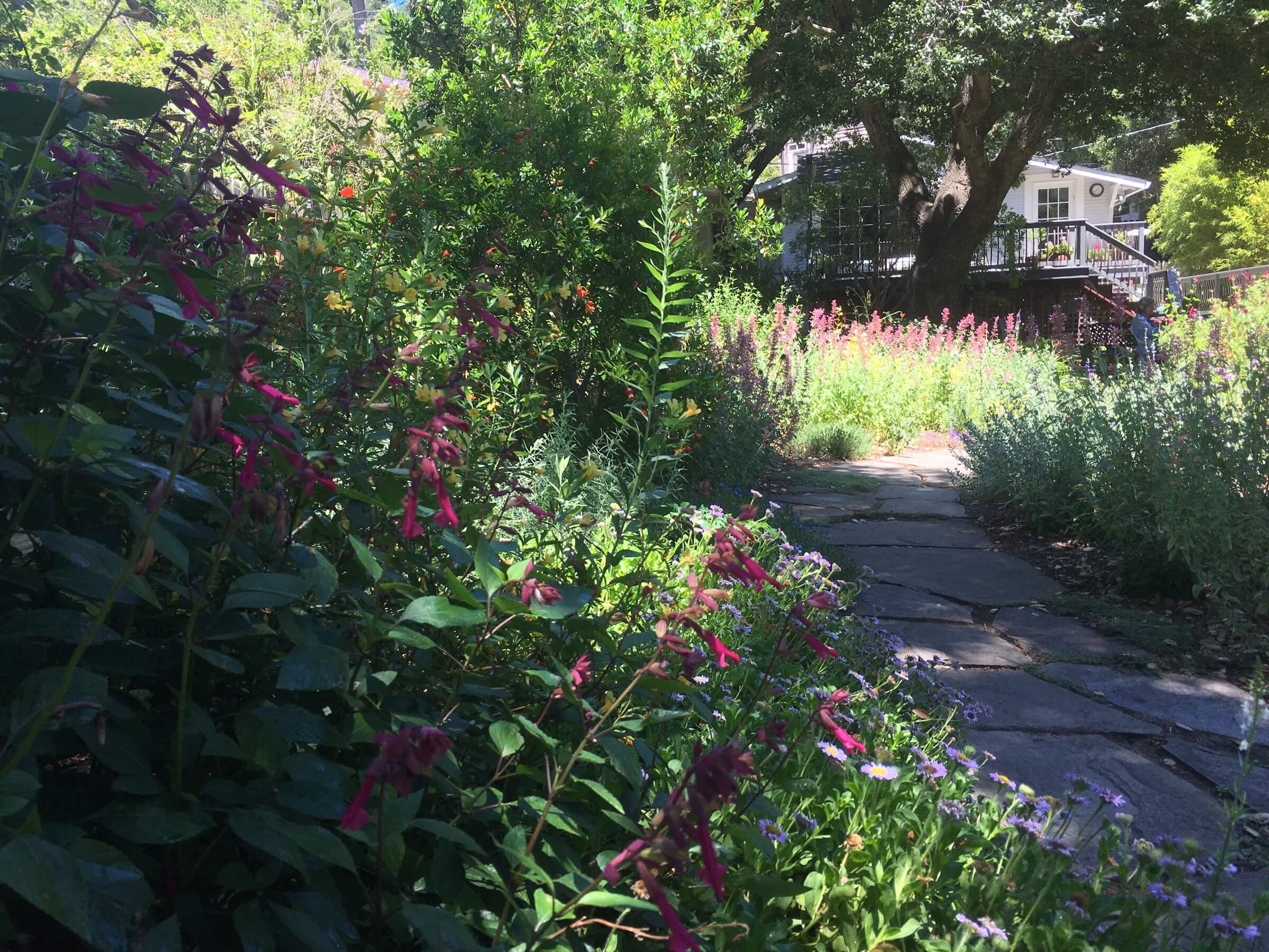 Sinuous pathways through colorful borders packed with Salvias and other goodies