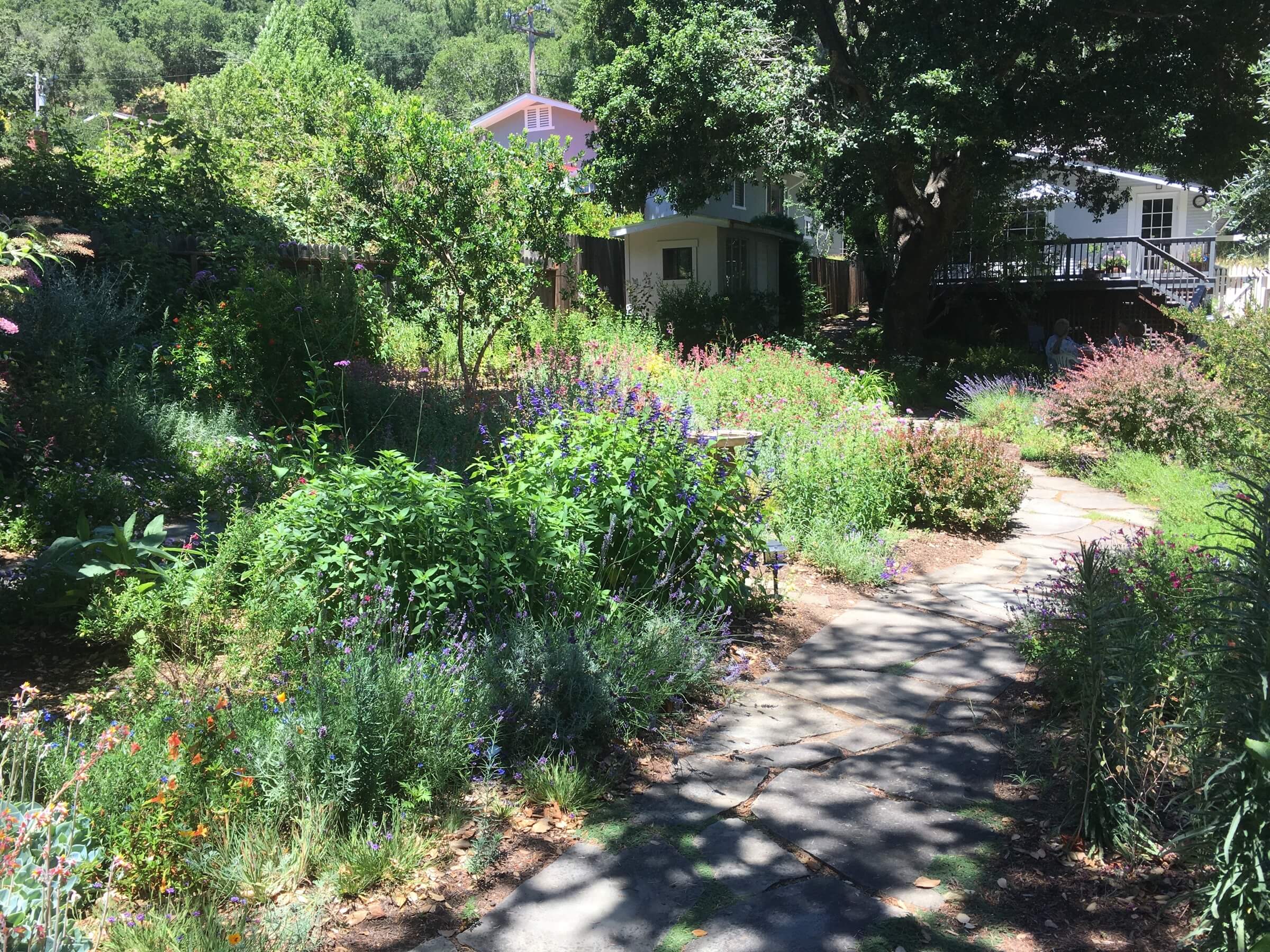 Sinuous pathways through colorful borders packed with Salvias and other goodies