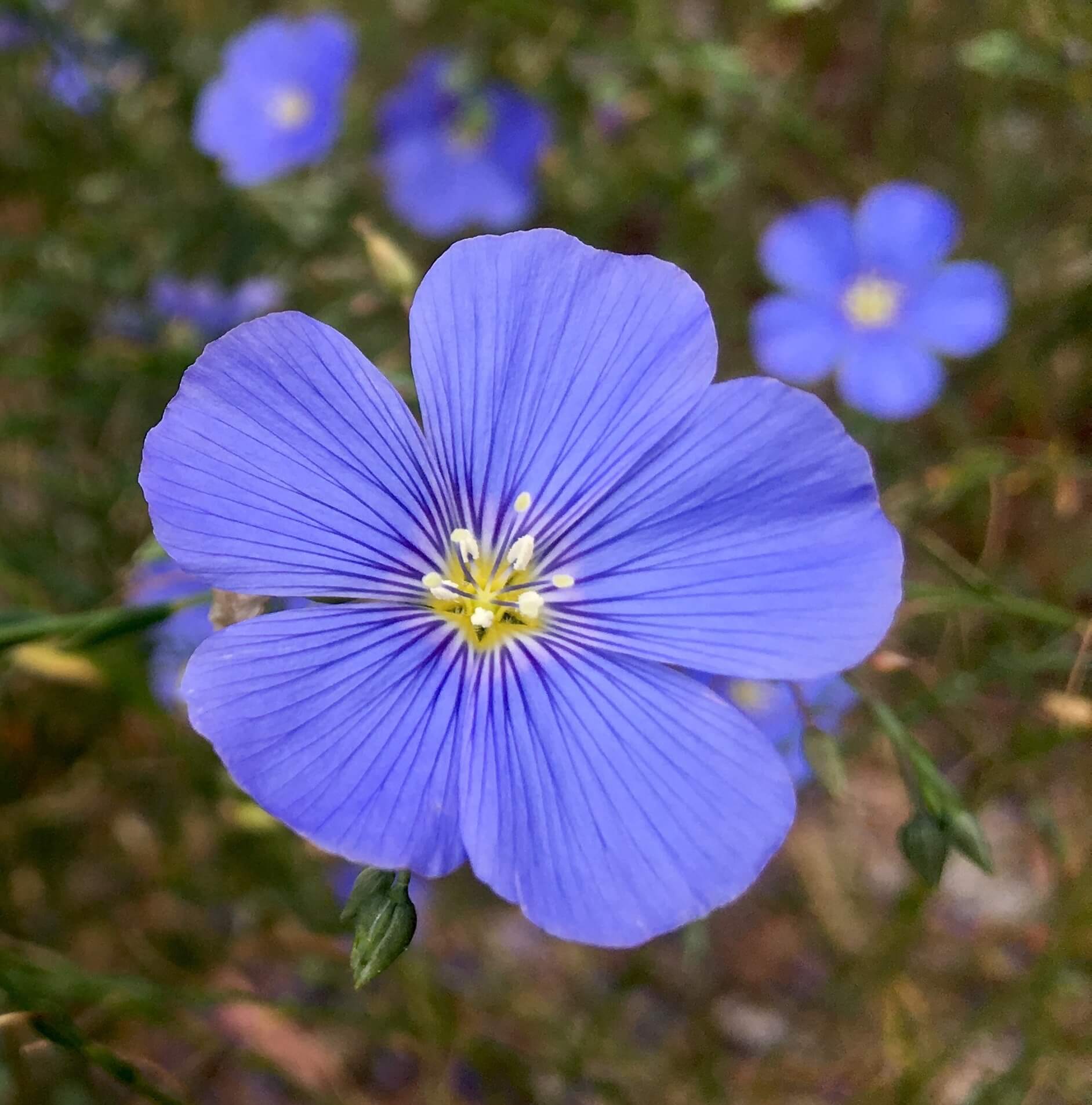 Linem lewisii - Western Blue Flax