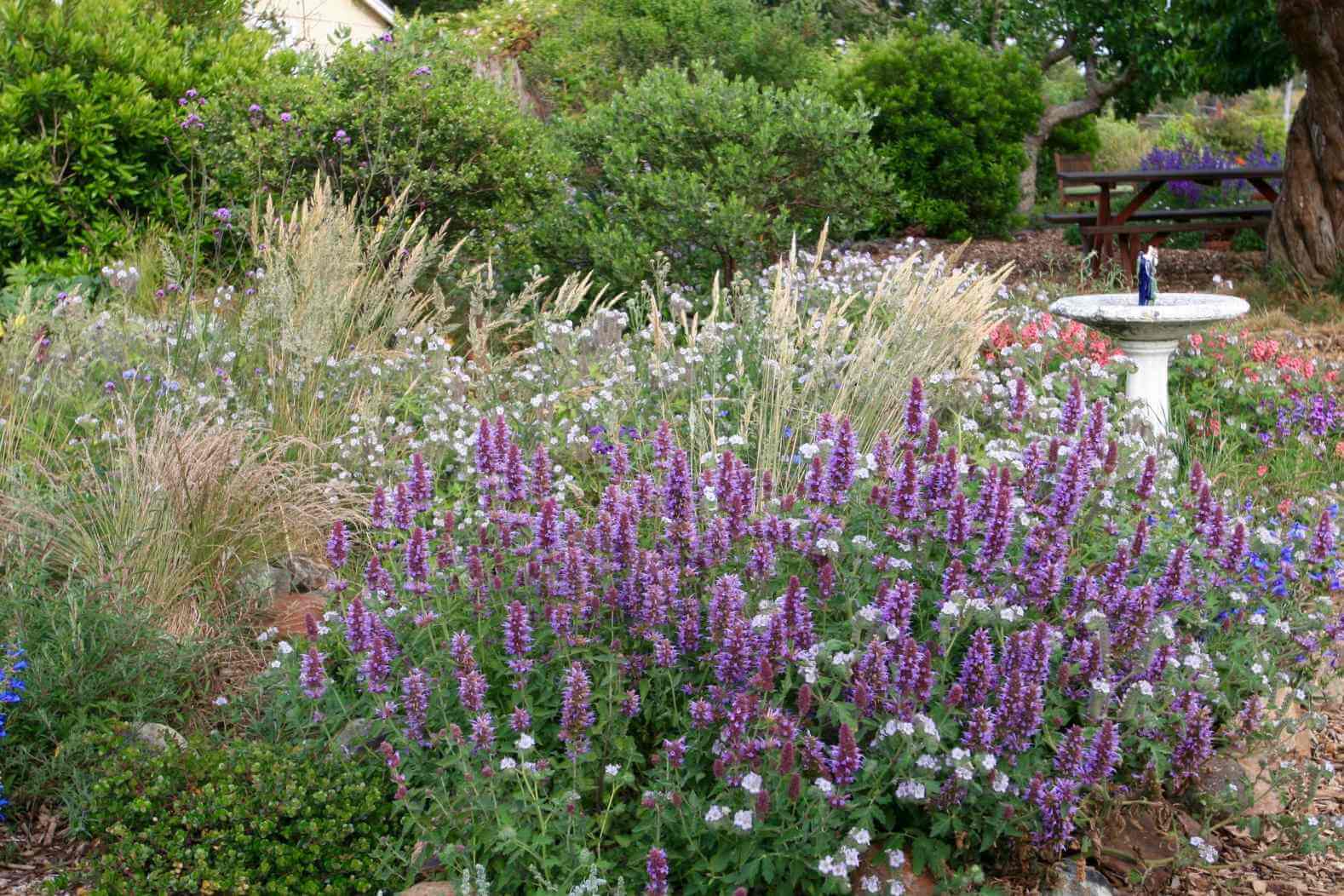 A large patch of Agastache provides nectar for hummingbirds and bees (Photo © Suzi Katz Garden Design)