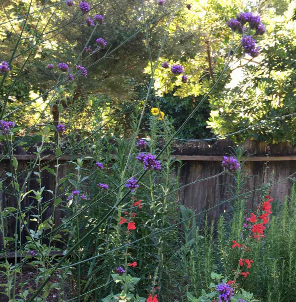 Madia elegans and Salvia darcyii