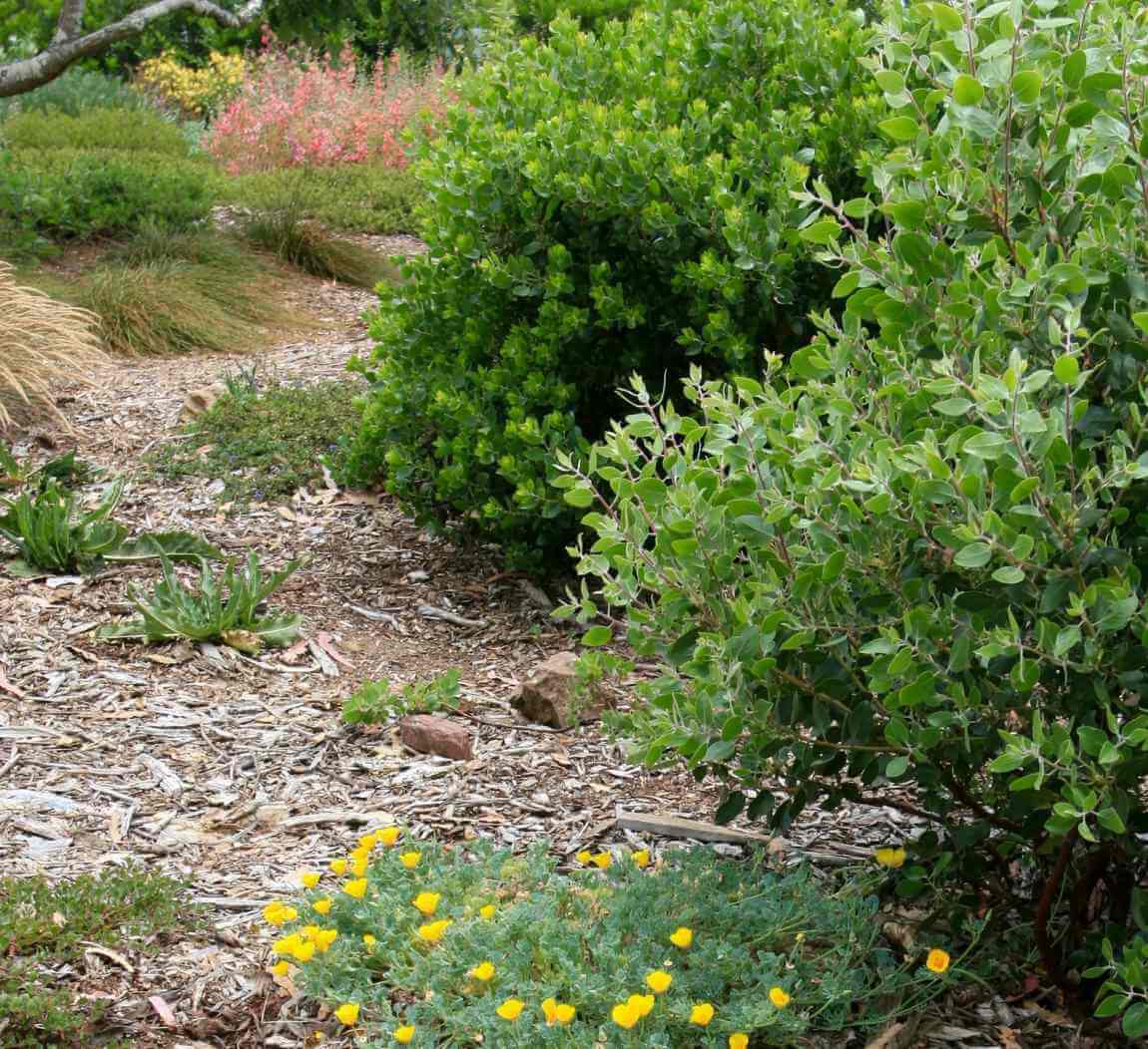 Manzanitas and California poppies, native sedges and Elegant Clarkia (Photo © Suzi Katz Garden Design)