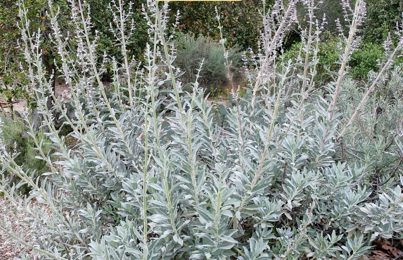 White Sage