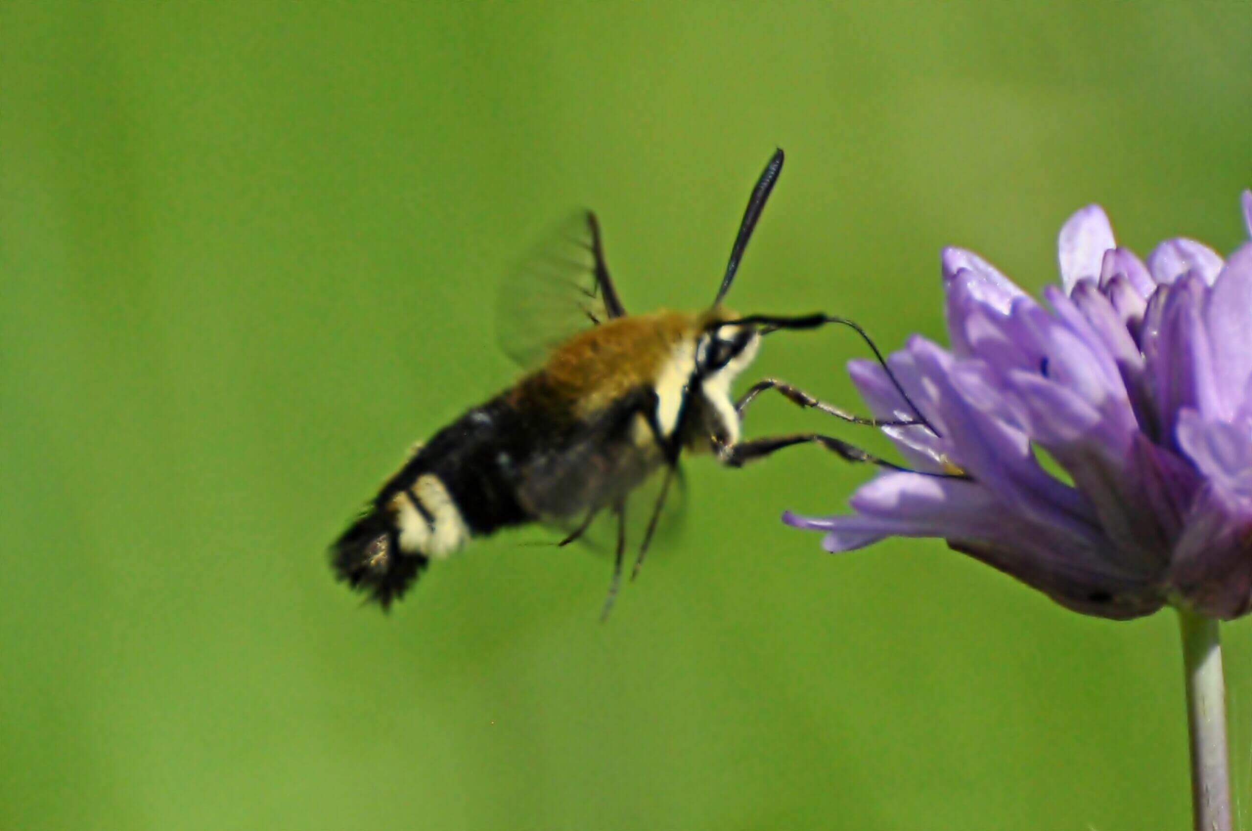 Snowberry Clearwing Moth (Hemaris diffinis)