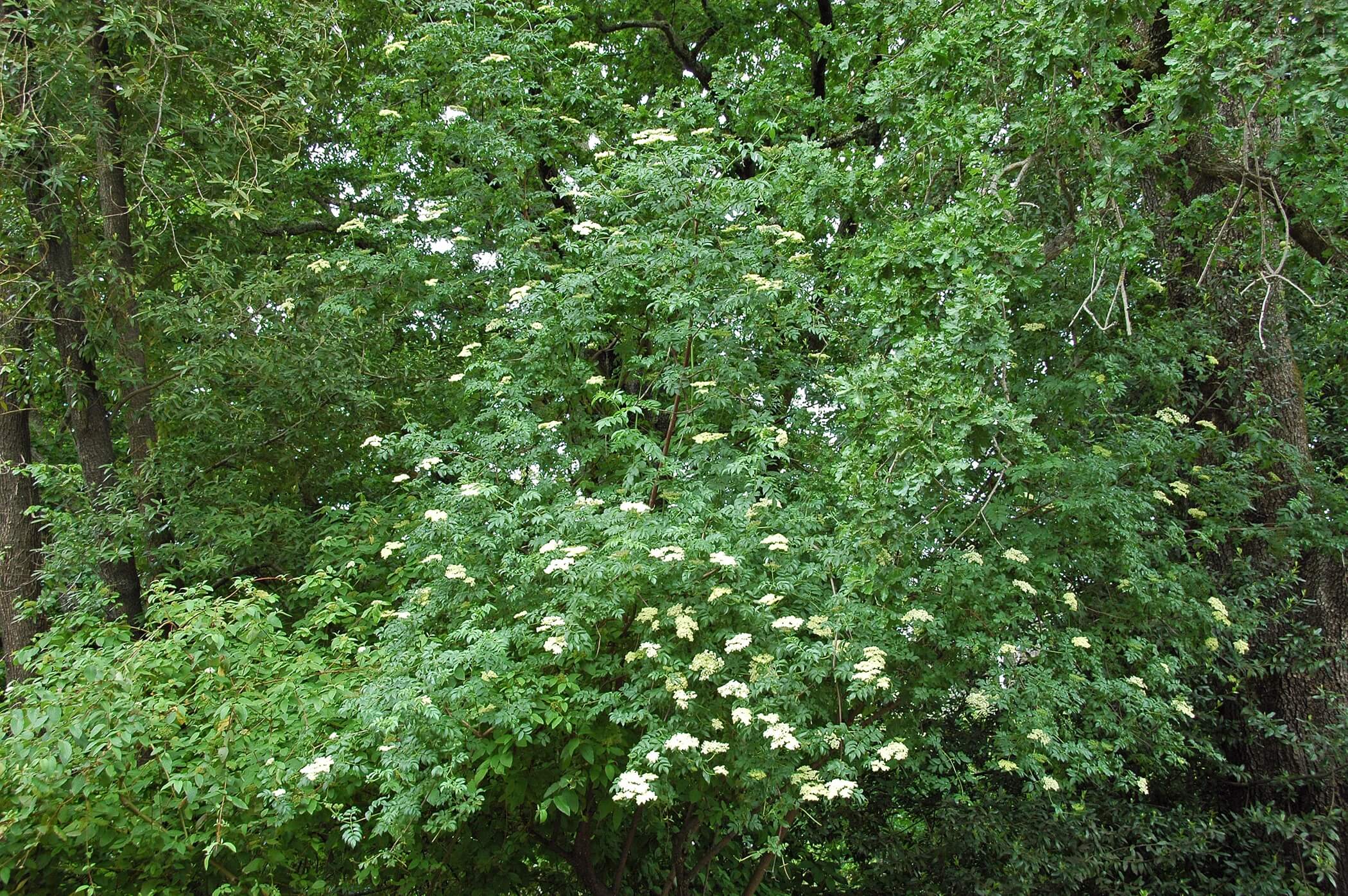 A mature Blue Elderberry shrub growing in the understory of Oaks.