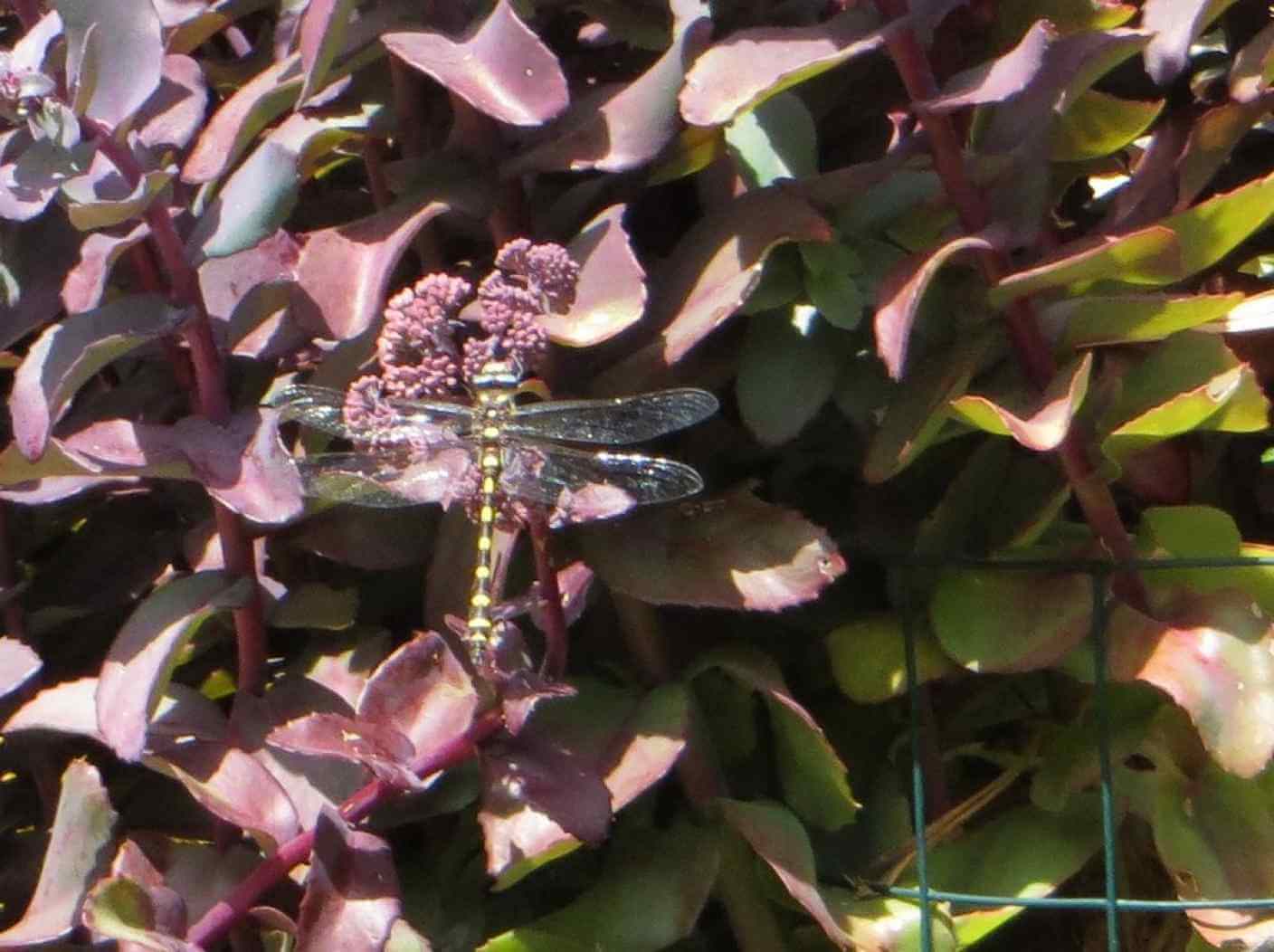 Home Ground Habitats - dragonfly