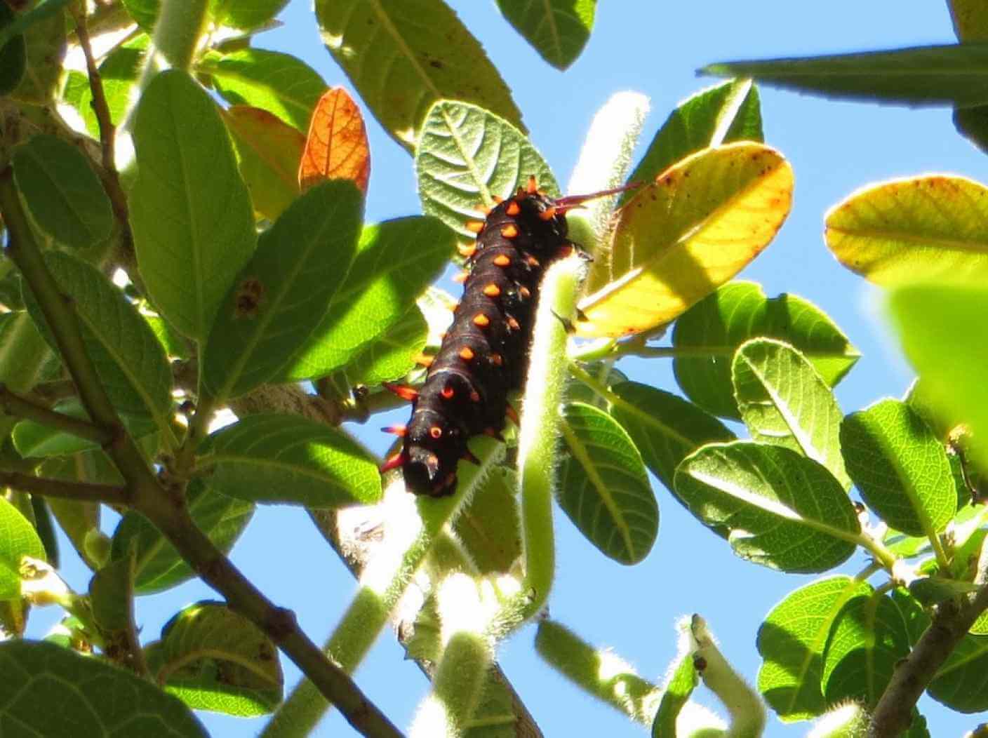 Home Ground Habitats - caterpillar climbing a vine 01