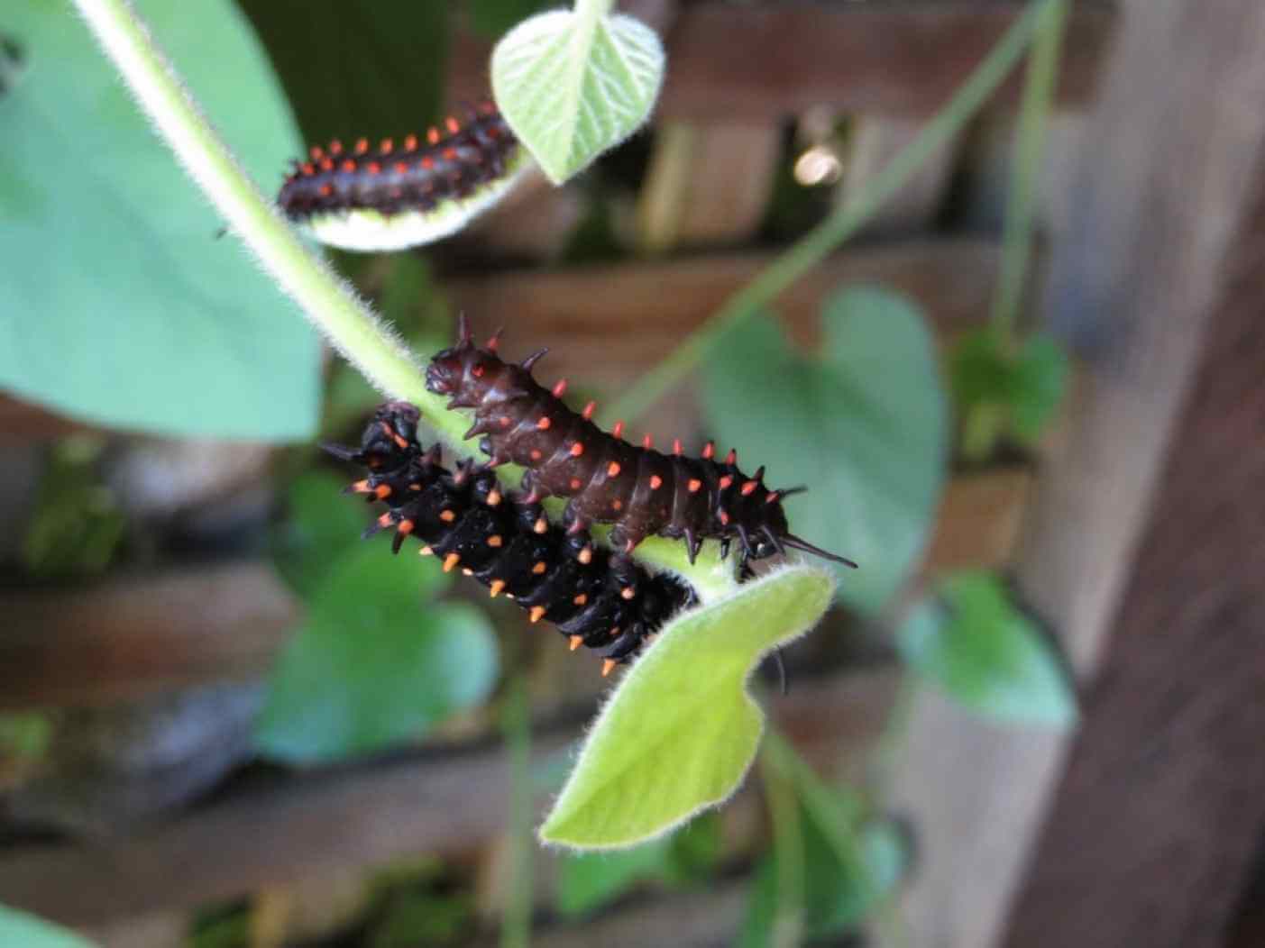 Home Ground Habitats - Caterpillars on vines