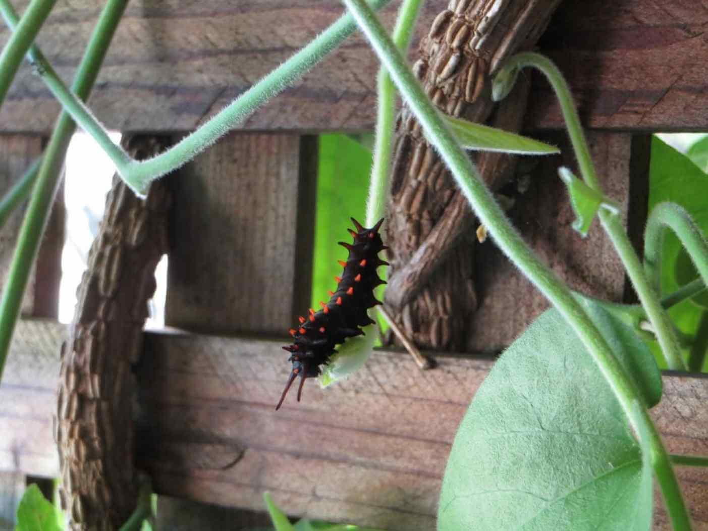 Home Ground Habitats - Caterpillar climbing a vine