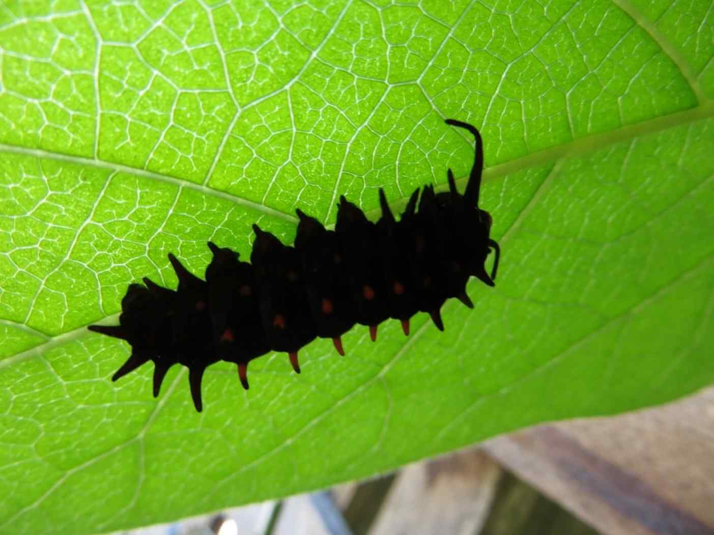 Home Ground Habitats - caterpillar on a leaf