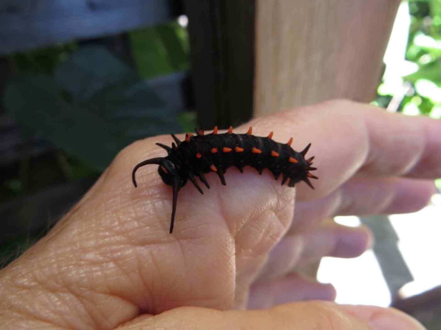 Home Ground Habitats - Caterpillar crawling on a hand