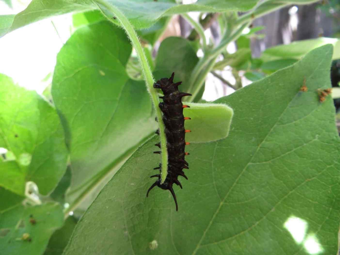 Home Ground Habitats - Caterpillar