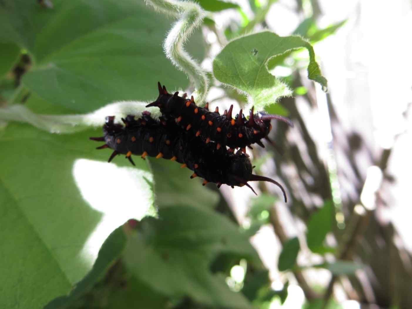 Home Ground Habitats - Caterpillars