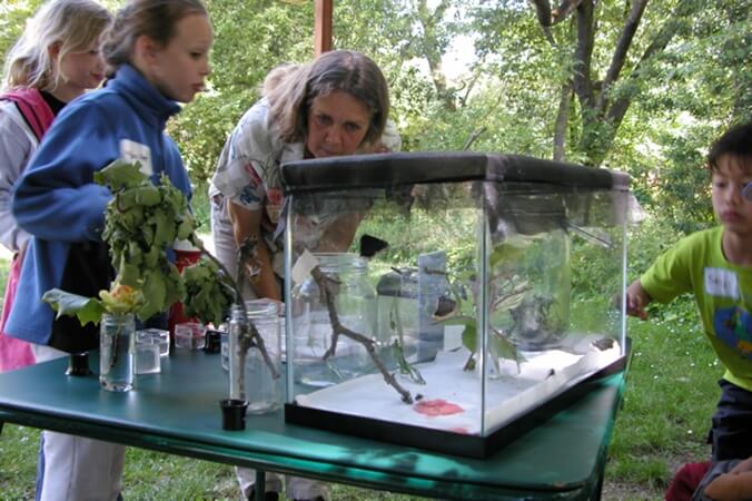 Raising Mourning Cloak butterflies with the kids at MAGC.