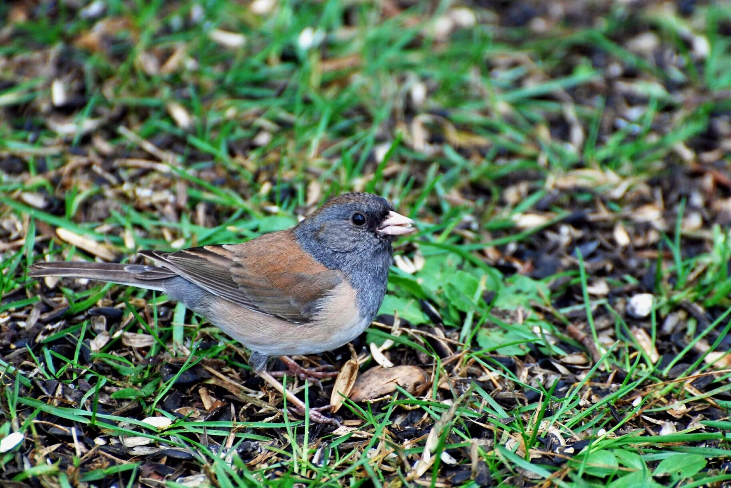 Juncos spend much of their time on the ground