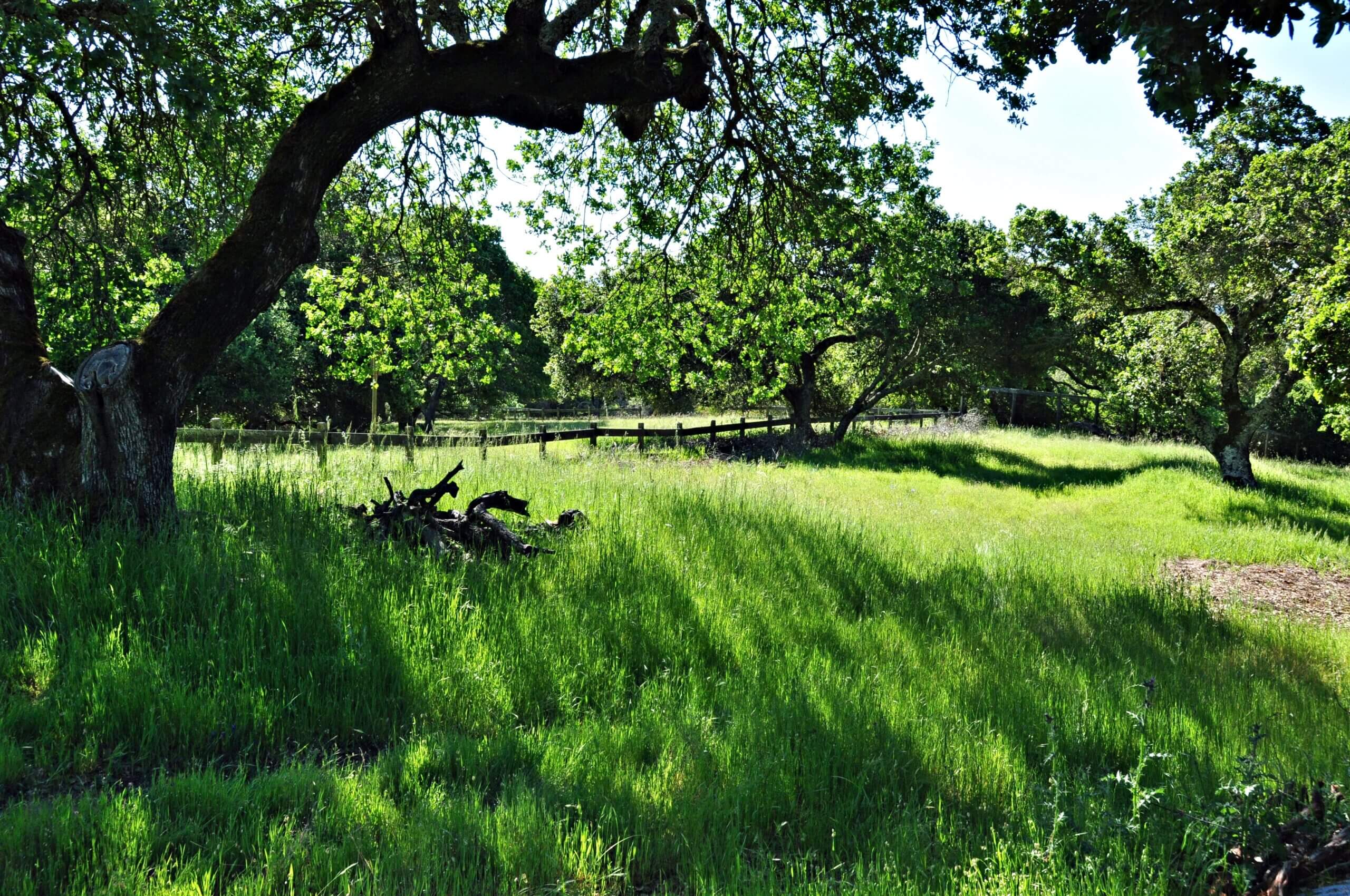 California’s Native Cornucopia: Plentiful Food for the Birds!