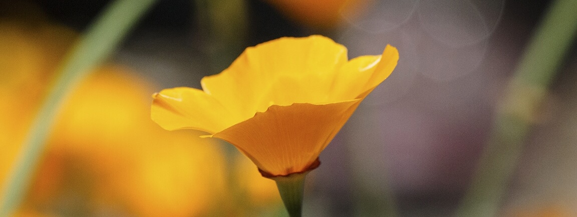 California Poppy