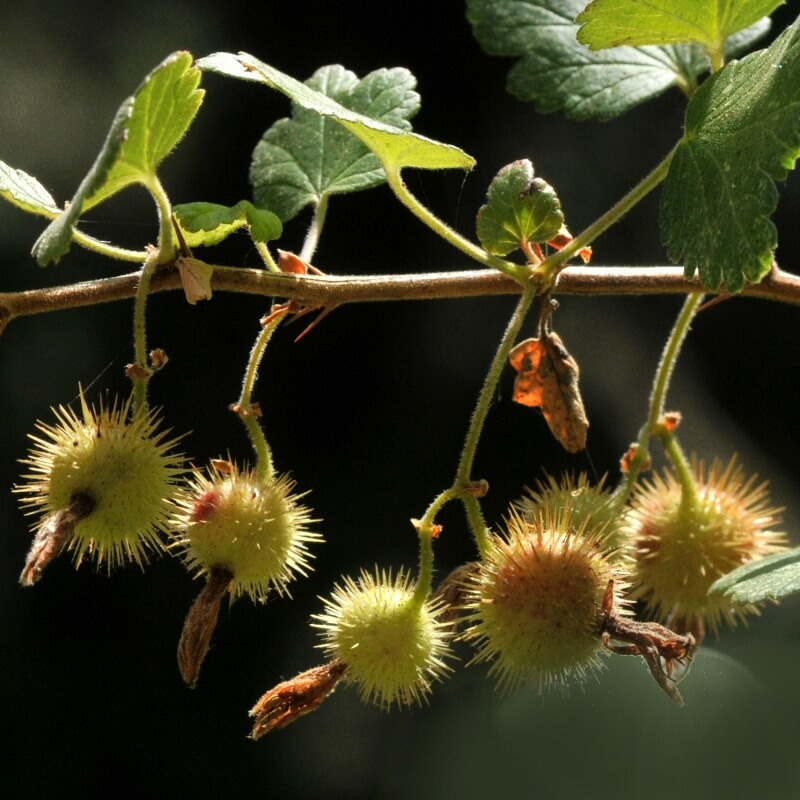 Bitter Gooseberry (Ribes amarum)