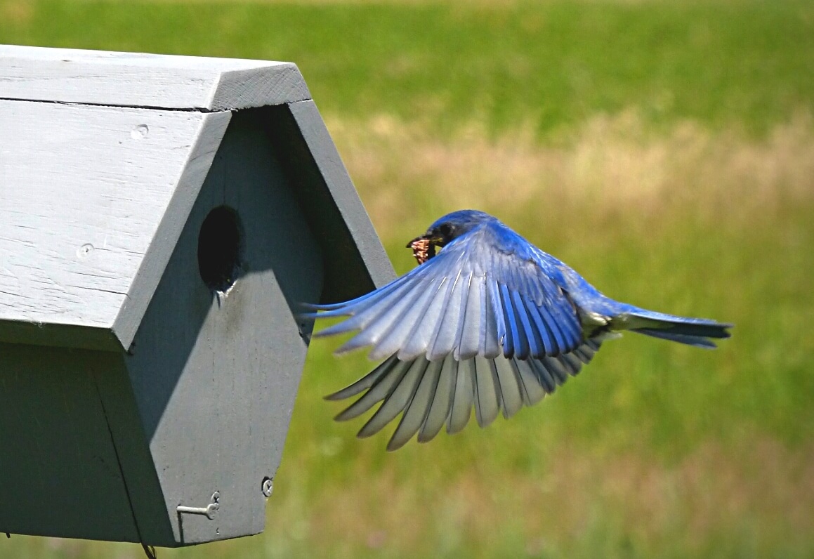 bluebird_feeding_nest