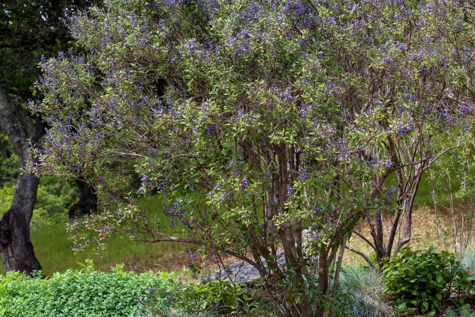 Home Ground Habitats - Salvia melissodora Grape Scented Sage