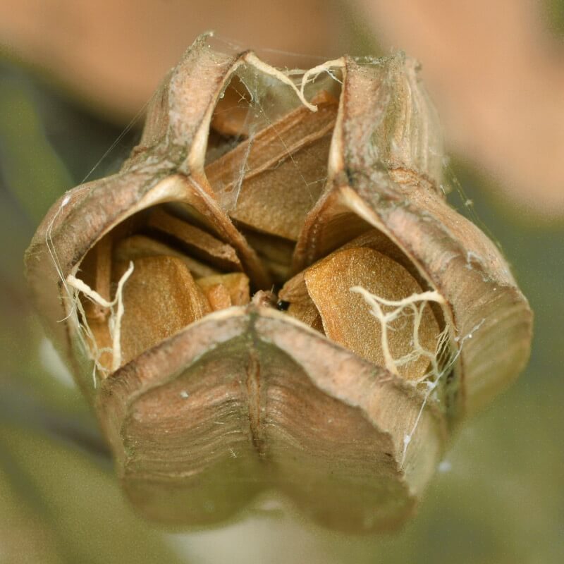Humboldt Lily (Lilium humboldtii ssp. ocellatum)