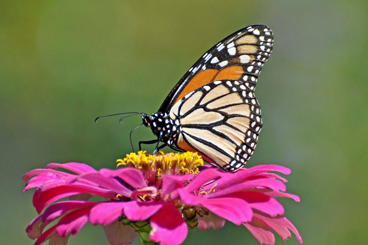 11_monarch_nectaring_at_a_zinnia_flower