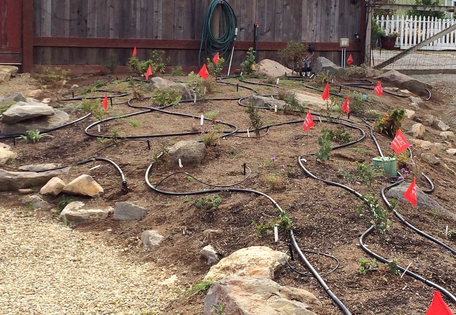 The manzanita habitat berm at our new growing grounds has a main central water line that will provide irrigation for the shrubs until they are established and then will get shut off. The two outer lines will remain to water other plants in the berm. Photo: Laura Lovett