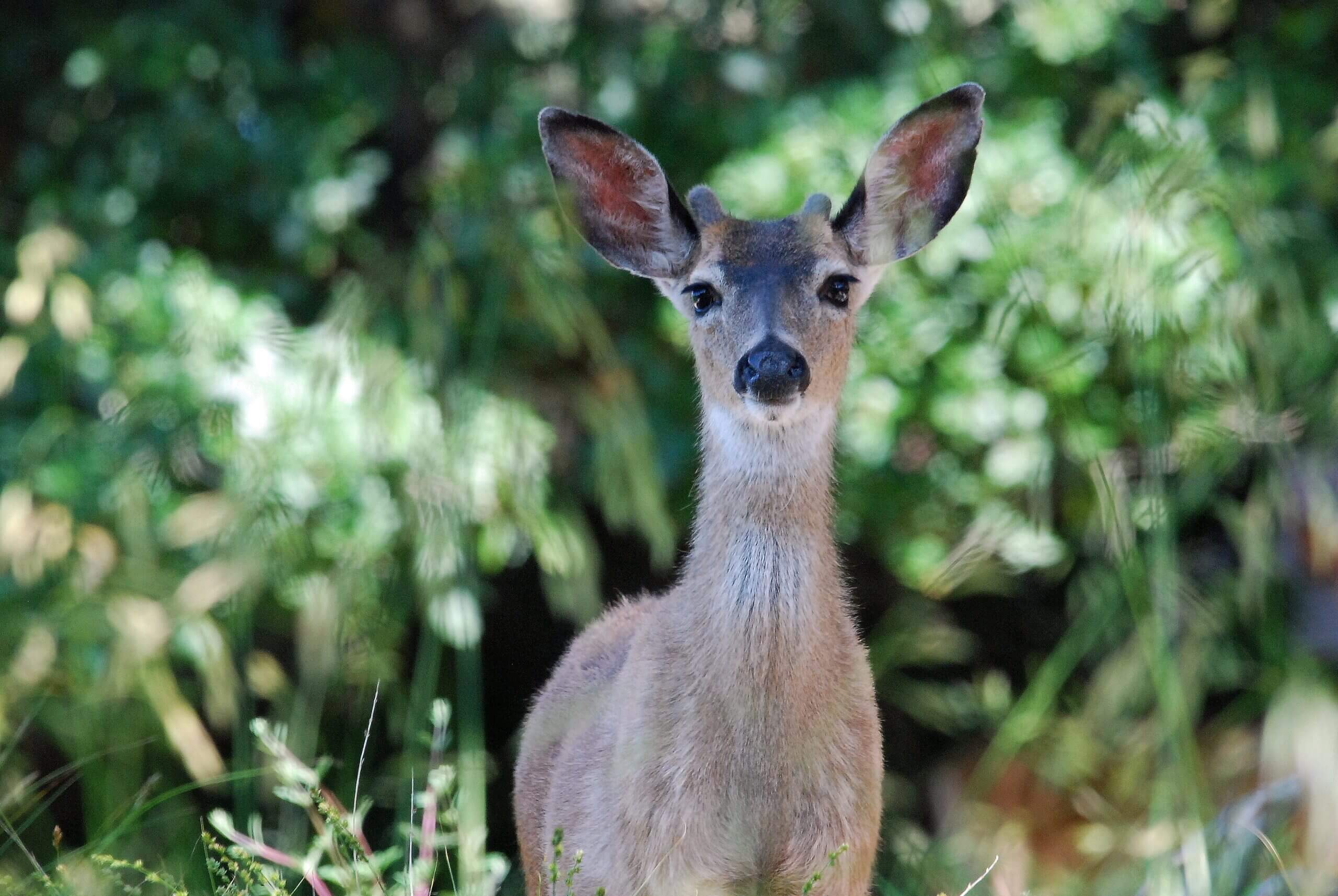 A young buck still in velvet