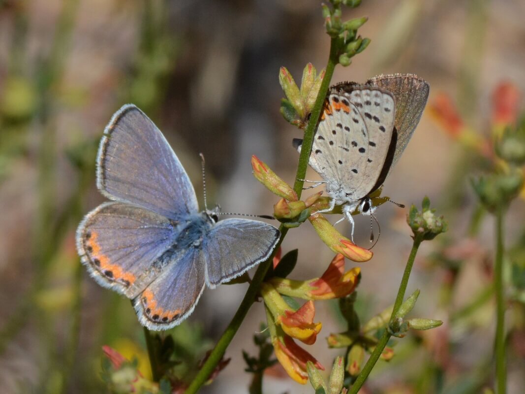 Male and female Acmon Blue on deerweed. Photo: Marc Kummel