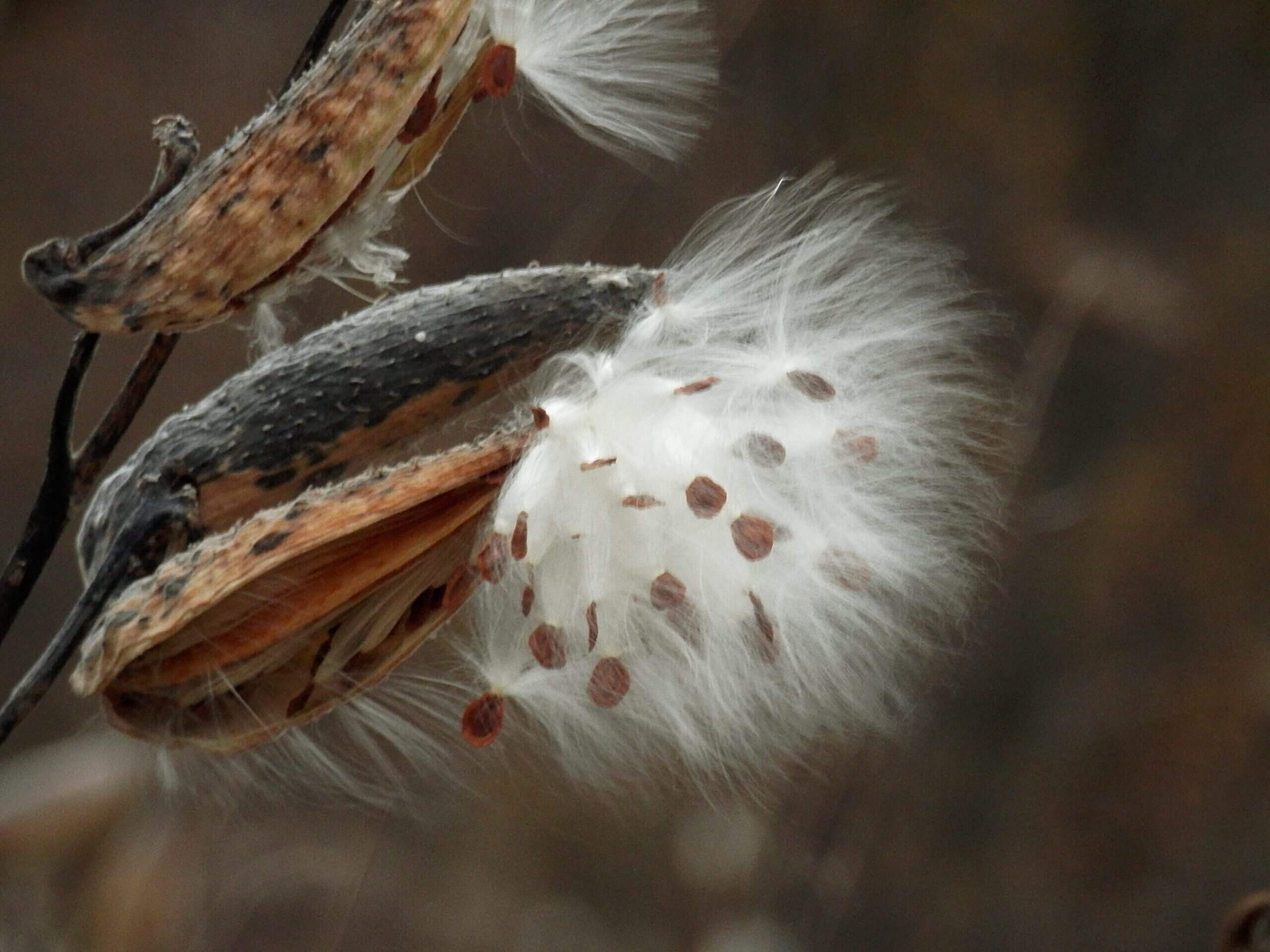 Seeds ready to catch the next breeze; common milkweed, Asclepias syriaca. Photo Ryan Hodnett