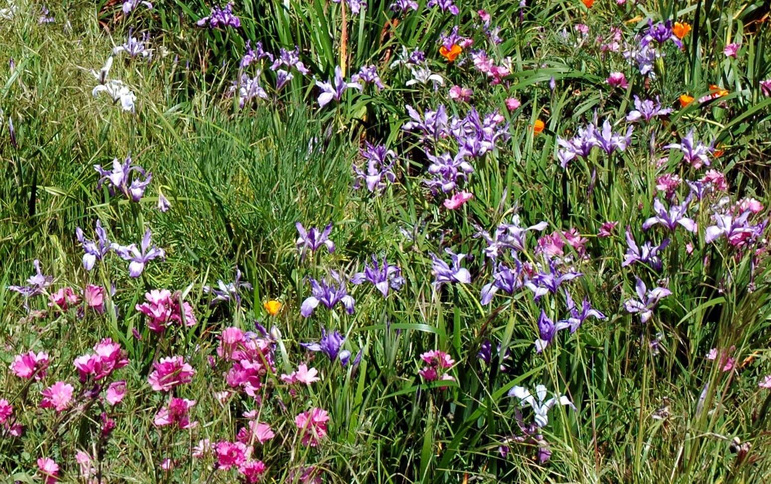 The native wildflower meadow at The San Francisco Botanical Garden. Photo: Pete Veilleux