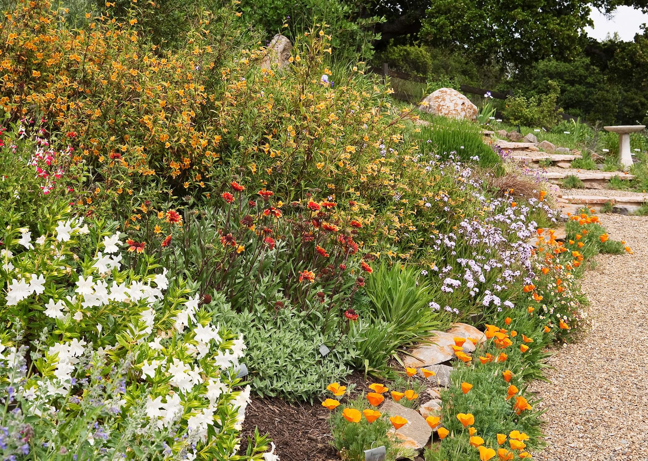 Orange and white monkeyflower growing along my garden path. Photo: Saxon Holt