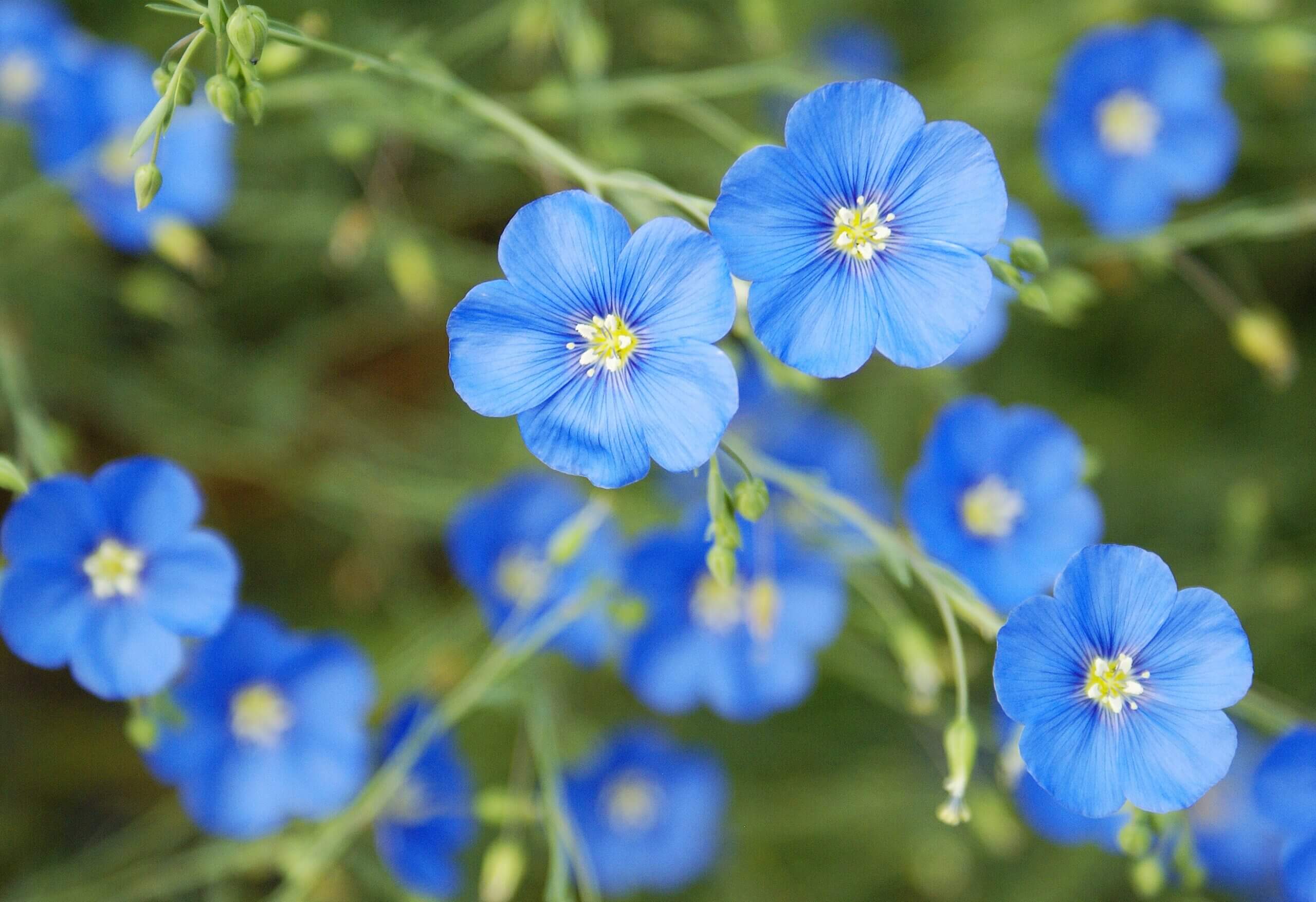 Some California Native Perennials and Shrubs to Grow from Seed