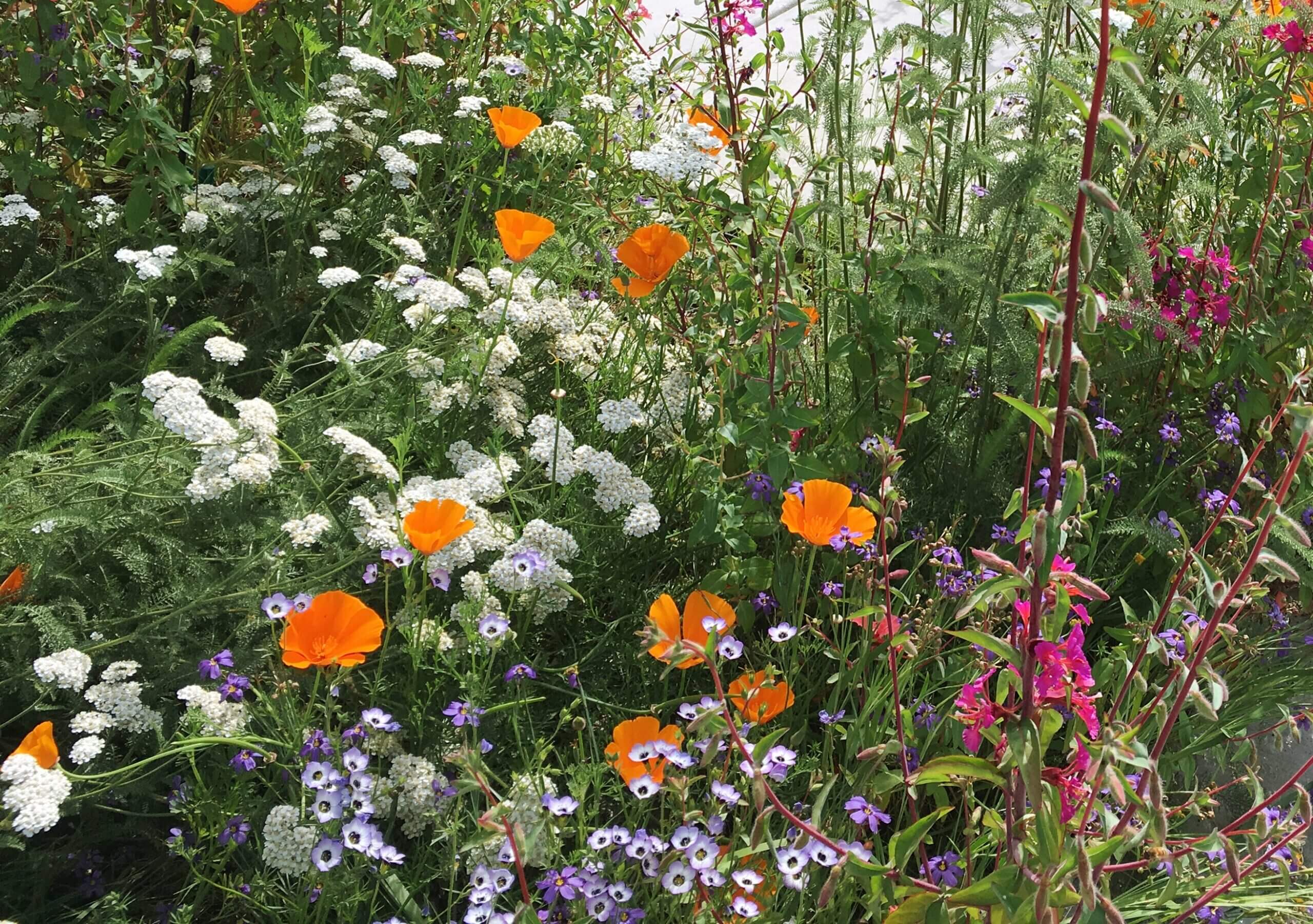 Some California Native Wildflowers to Grow from Seed